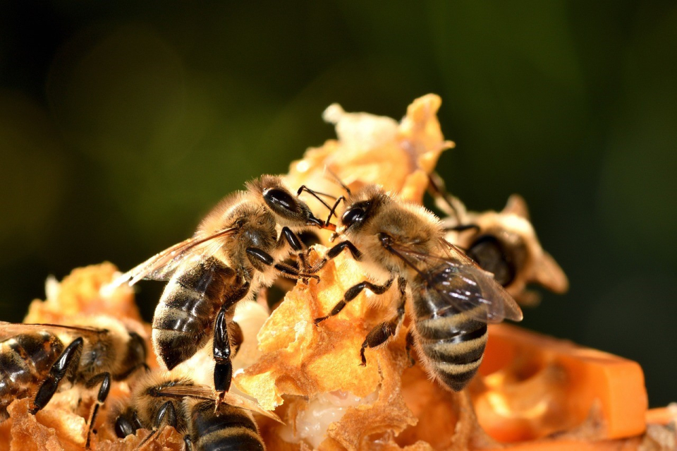 꿀벌(사진=에드바이오텍)