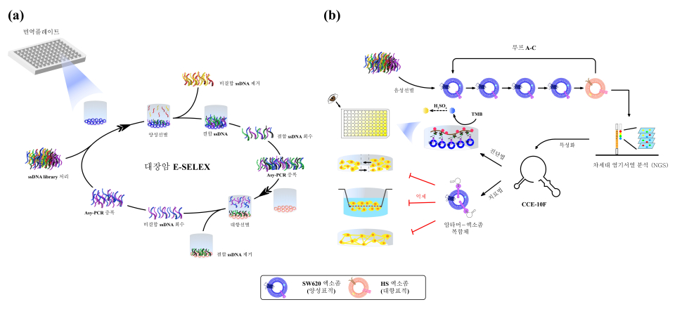 대장암 엑소좀에 특이적으로 결합하는 DNA 압타머를 선별하는 기술인 E-SELEX(a) 및 DNA 압타머 특성화 분석(b) 모식도. 대장암 세포 유래 엑소좀에 대한 높은 결합성 및 특이도를 지닌 DNA 압타머를 분리하기 위해 양성 및 대항 선별을 포함한 E-SELEX 수행함. 최종 얻어진 압타머 후보의 서열을 차세대 염기서열 분석(NGS)로 분석하고, 압타머의 결합 특성과 진단 및 치료 응용 가능성을 분자 및 세포 수준의 실험을 통해 평가함(그림 및 설명=건국대학교 박기수 부교수 )